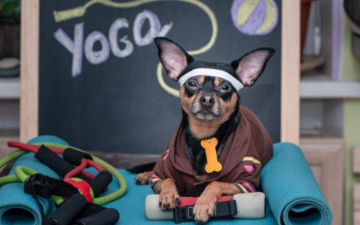 Doga Chihuahua vor einer Tafel auf der Yoga geschrieben steht