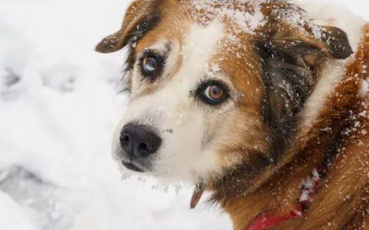 Hund im Schnee