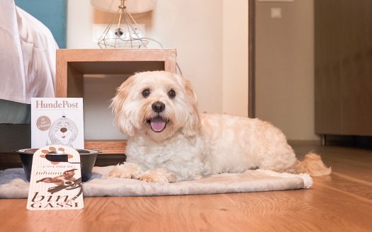 Angebot: Hotel Das Eisenberg – Traumurlaub mit Ihrem Vierbeiner