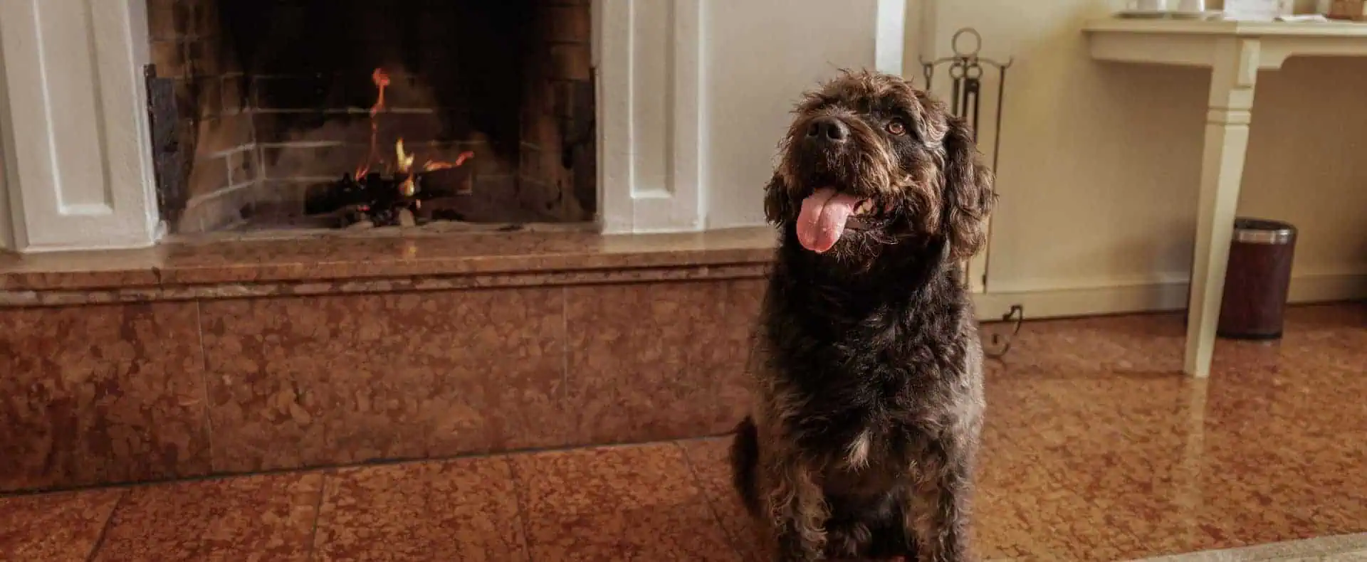 Hund vorm Kamin, Grandhotel Zell am See