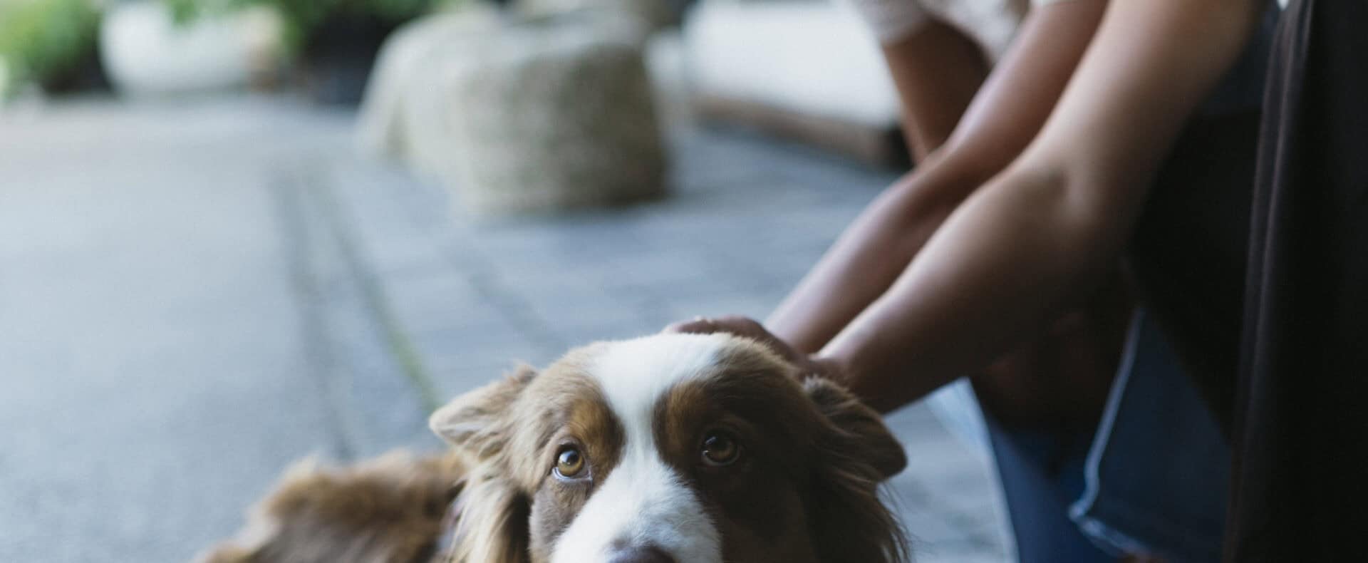 Urlaub mit Hund in den Chalets Coburg in Schladming für den Urlaub mit Hund in Österreich / Zertifiziert hundefreundliche Unterkunft in der Steiermark
