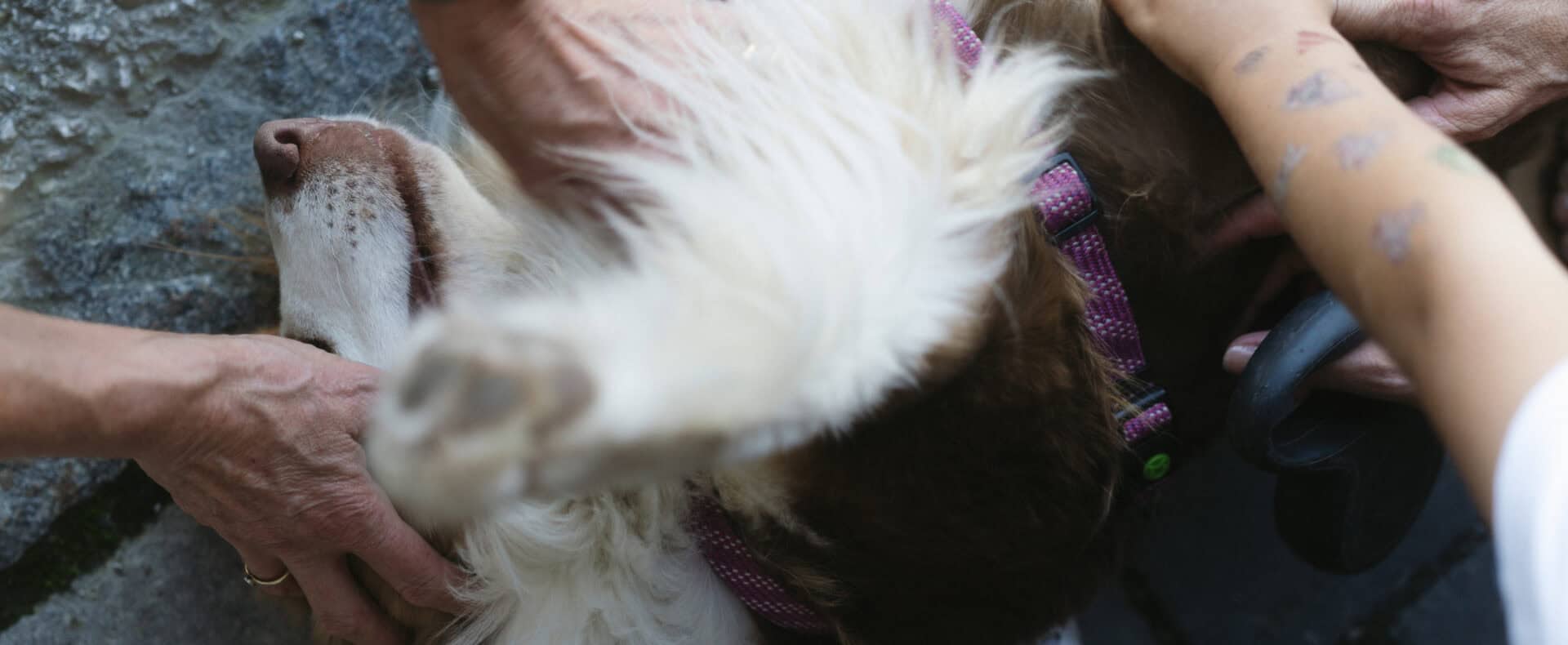 Urlaub mit Hund in den Chalets Coburg in Schladming für den Urlaub mit Hund in Österreich / Zertifiziert hundefreundliche Unterkunft in der Steiermark
