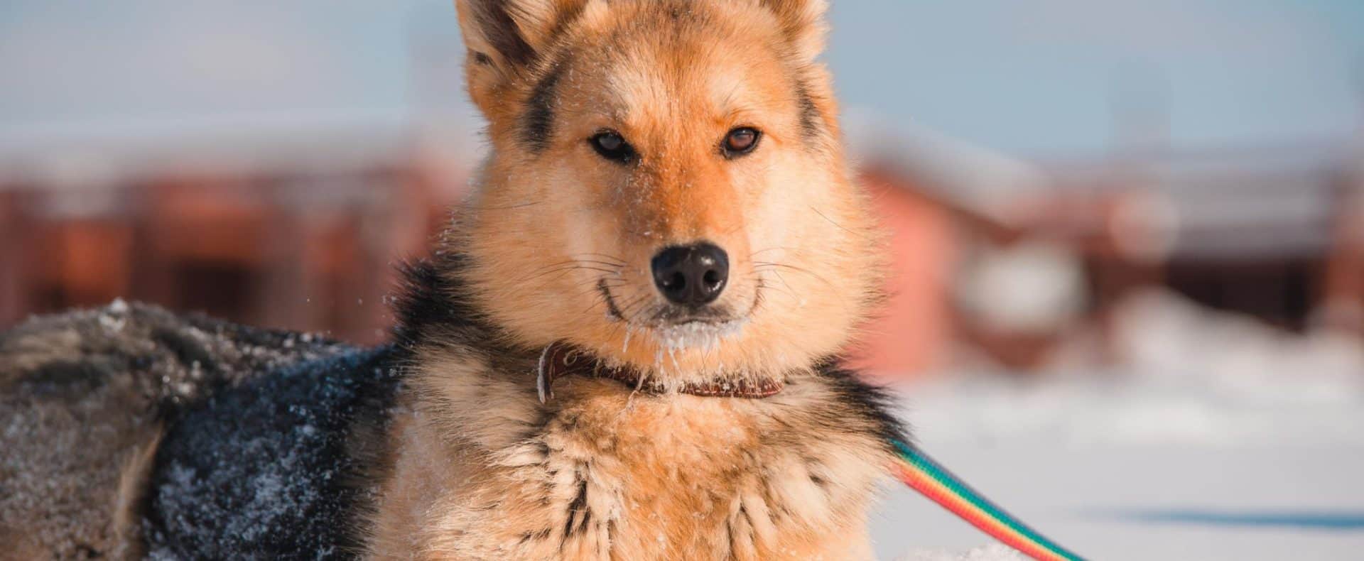 Angebot des Hotels und Romantikchalets Almfrieden für den Urlaub mit Hund / Winterurlaub mit Hund / Hundesitting gratis