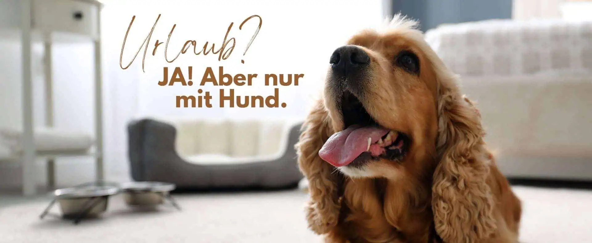 Ein Hund liegt in einem Hotelzimmer auf einem Teppich, hinter ihm sieht man ein Hundebett und Futternäpfe