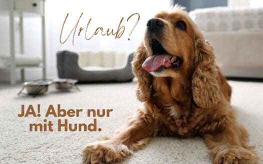 Ein Hund liegt in einem Hotelzimmer auf einem Teppich, hinter ihm sieht man ein Hundebett und Futternäpfe