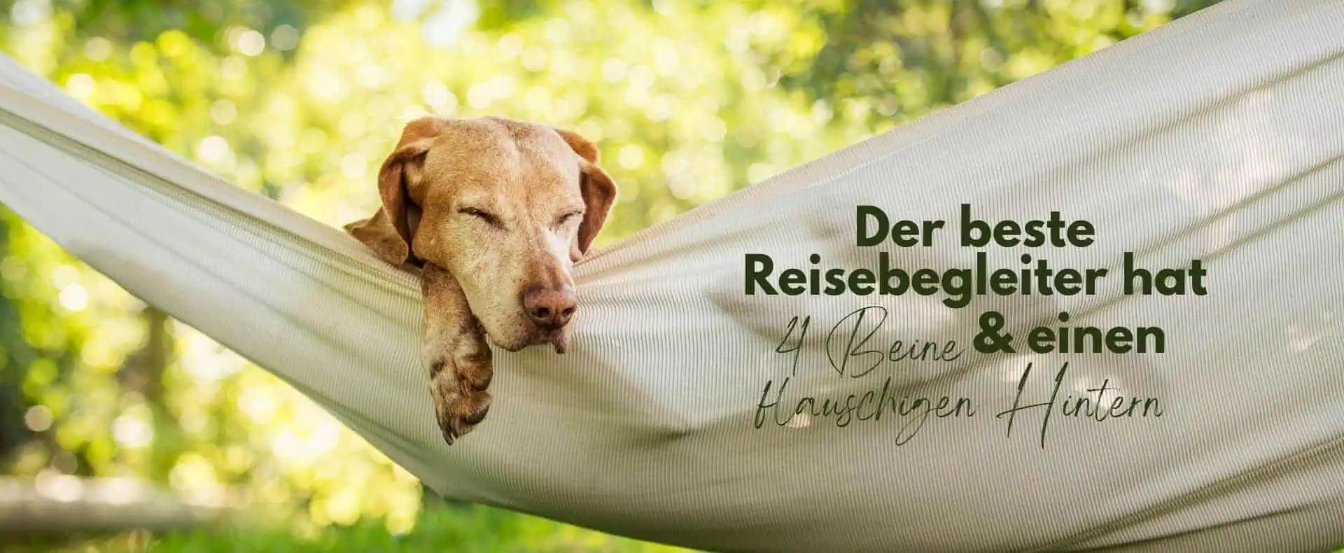 pfotencheck.com-Hund-schläft-in-Hängematte 1