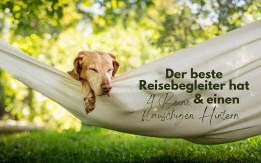 Ein Hund liegt im Freien in einer Hängematte und schläft