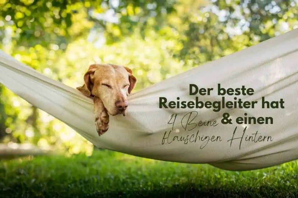 Ein Hund liegt im Freien in einer Hängematte und schläft