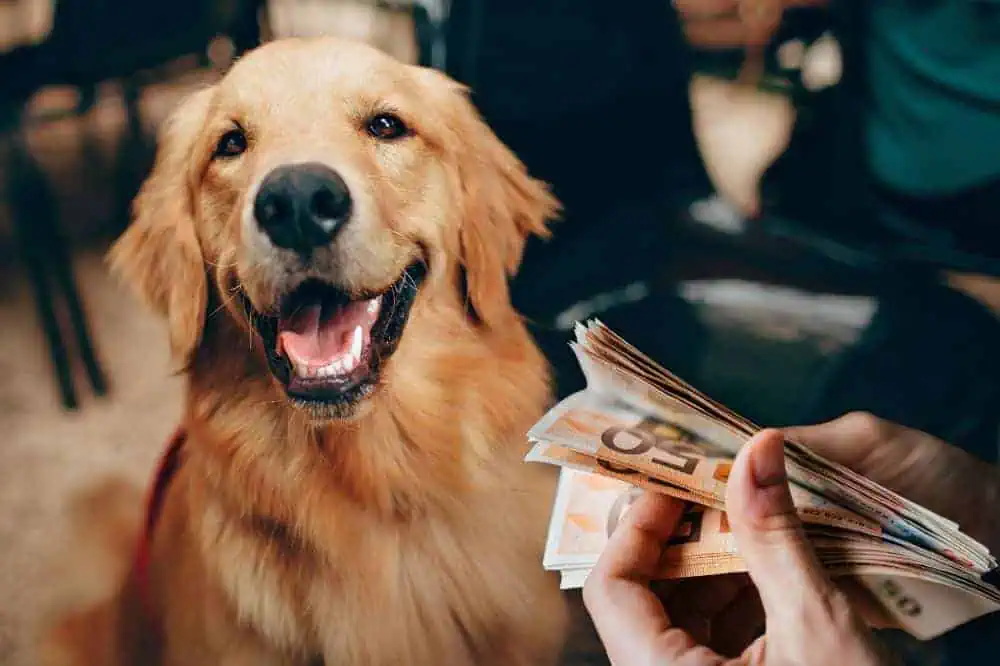 pfotencheck.com - Hotelkosten für Hund im Urlaub