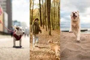 pfotencheck.com - Stadt, Land, Meer Urlaub mit Hund