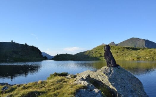 Angebot: Wanderurlaub mit Hund im Salzburger Lungau