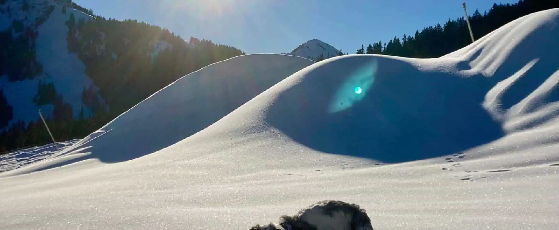 Urlaub mit Hund im Bärenappartements und Wiesenhof / zertifiziert hundefreundliche Appartements im Bärenappartement und Wiesenhof in Tirol