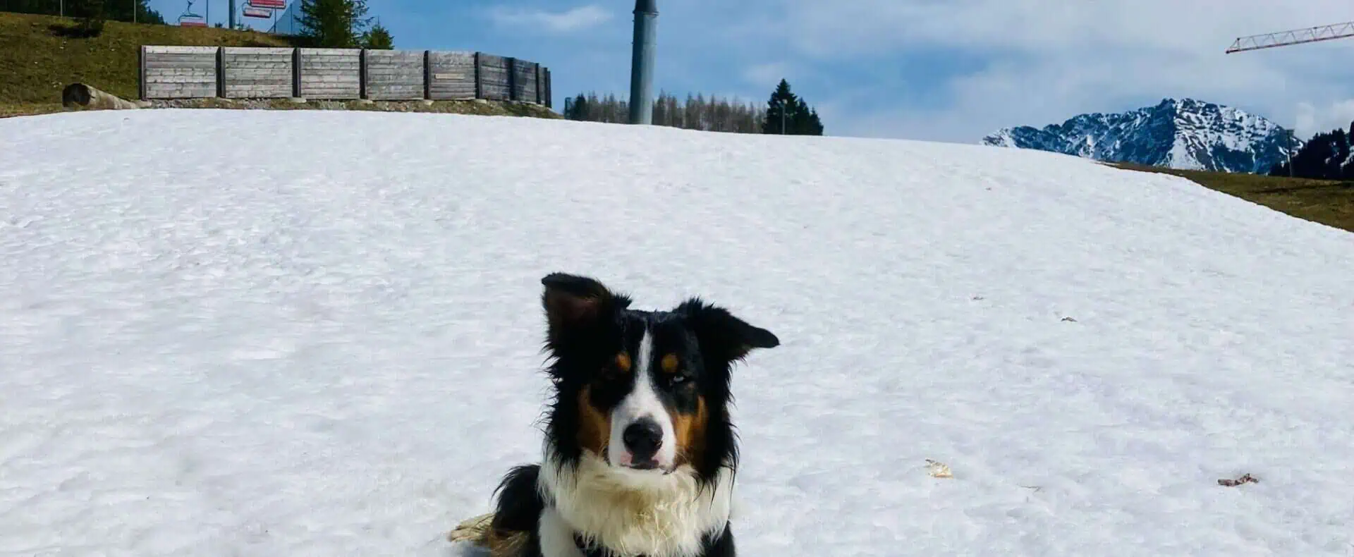 Urlaub mit Hund im Bärenappartements und Wiesenhof / zertifiziert hundefreundliche Appartements im Bärenappartement und Wiesenhof in Tirol