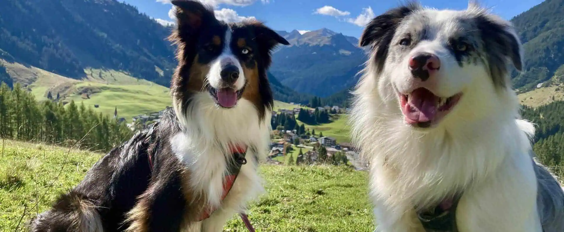 Urlaub mit Hund im Bärenappartements und Wiesenhof / zertifiziert hundefreundliche Appartements im Bärenappartement und Wiesenhof in Tirol