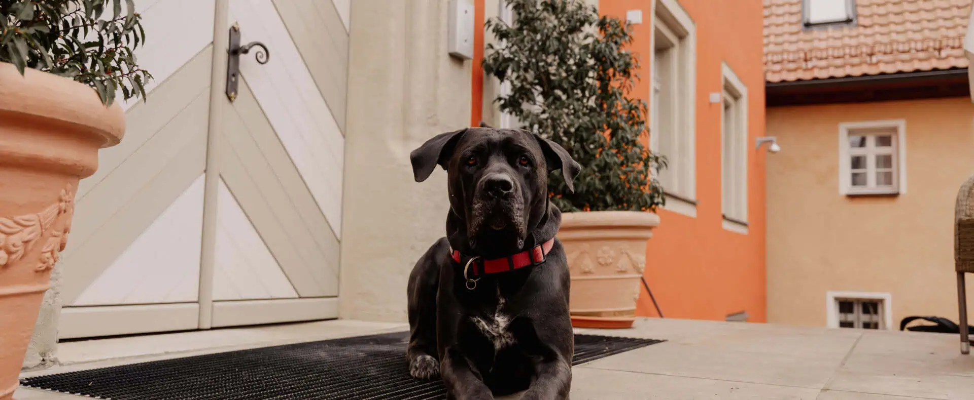Urlaub mit Hund im Schlosshotel Betzenstein in der Fränkischen Schweiz / zertifiziert hundefreundliches Hotel in Deutschland