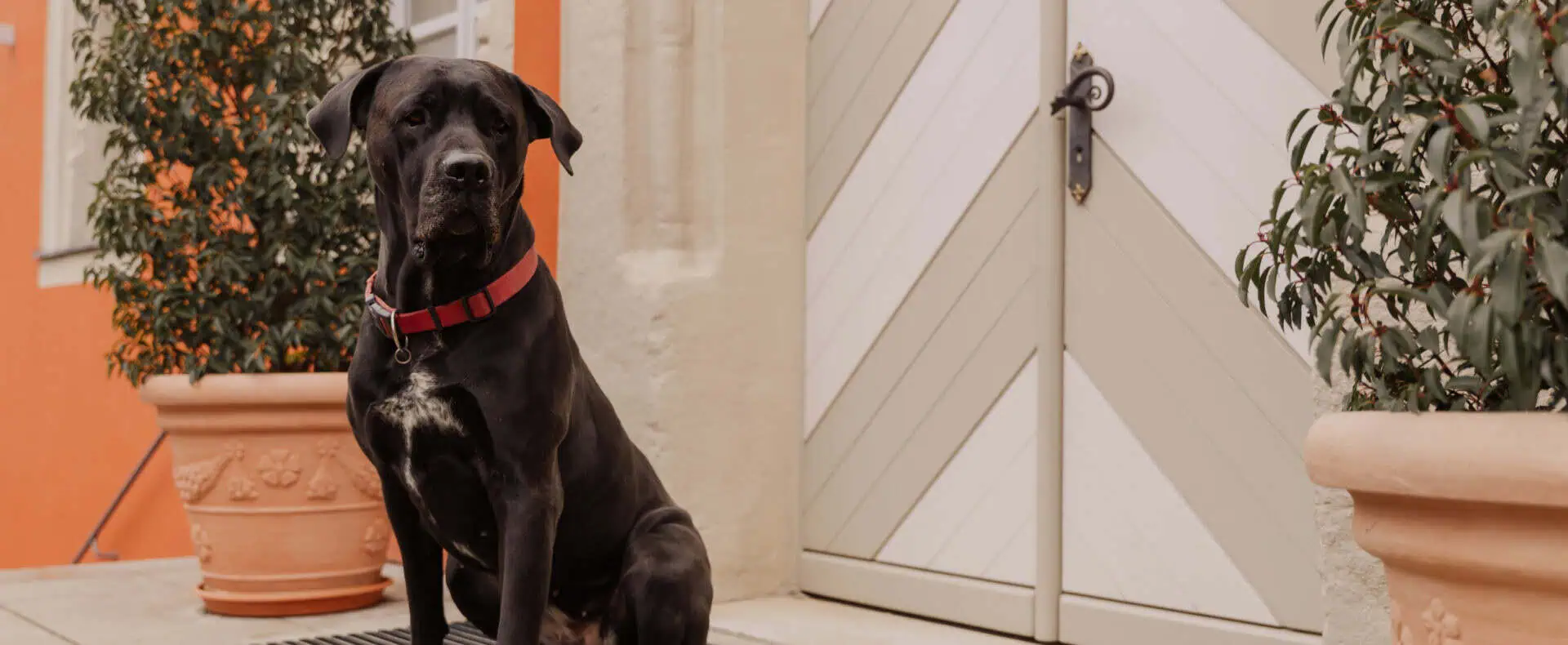 Urlaub mit Hund im Schlosshotel Betzenstein in der Fränkischen Schweiz / zertifiziert hundefreundliches Hotel in Deutschland