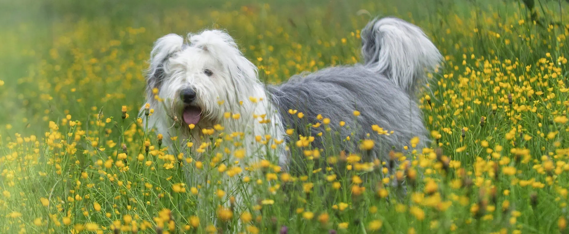 Urlaub mit Hund im Apenhaus Denver in Salzburg / zertifiziert hundefreundliche Appartements in Österreich /
