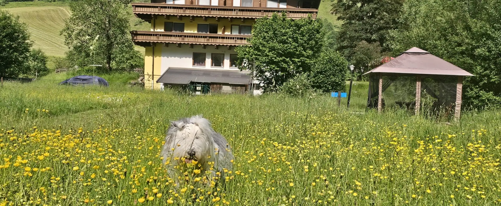 Urlaub mit Hund im Apenhaus Denver in Salzburg / zertifiziert hundefreundliche Appartements in Österreich /