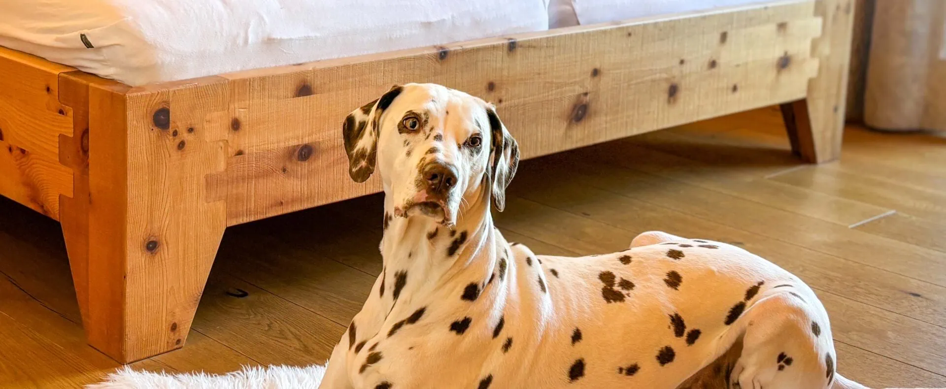 Dalmatiner Serena liegt im Schlafzimmer der Birnbaum Chalets auf einem Teppich vor dem Holzbett