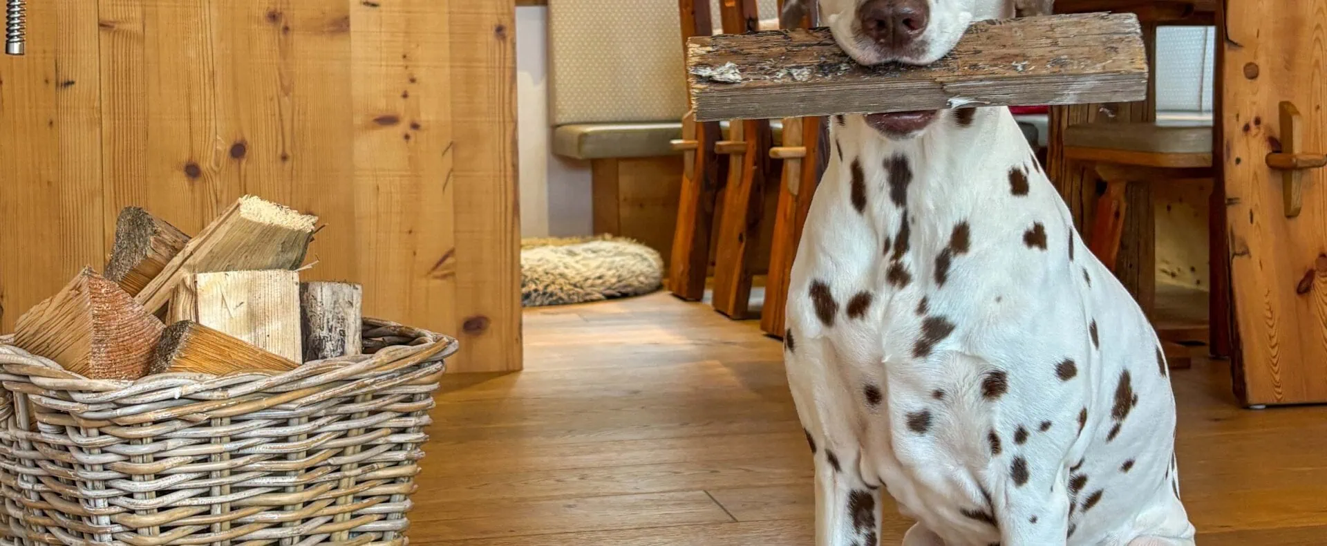 Dalmatiner Serena trägt ein Holzscheit im hundefreundlichen Birnbaum Chalet