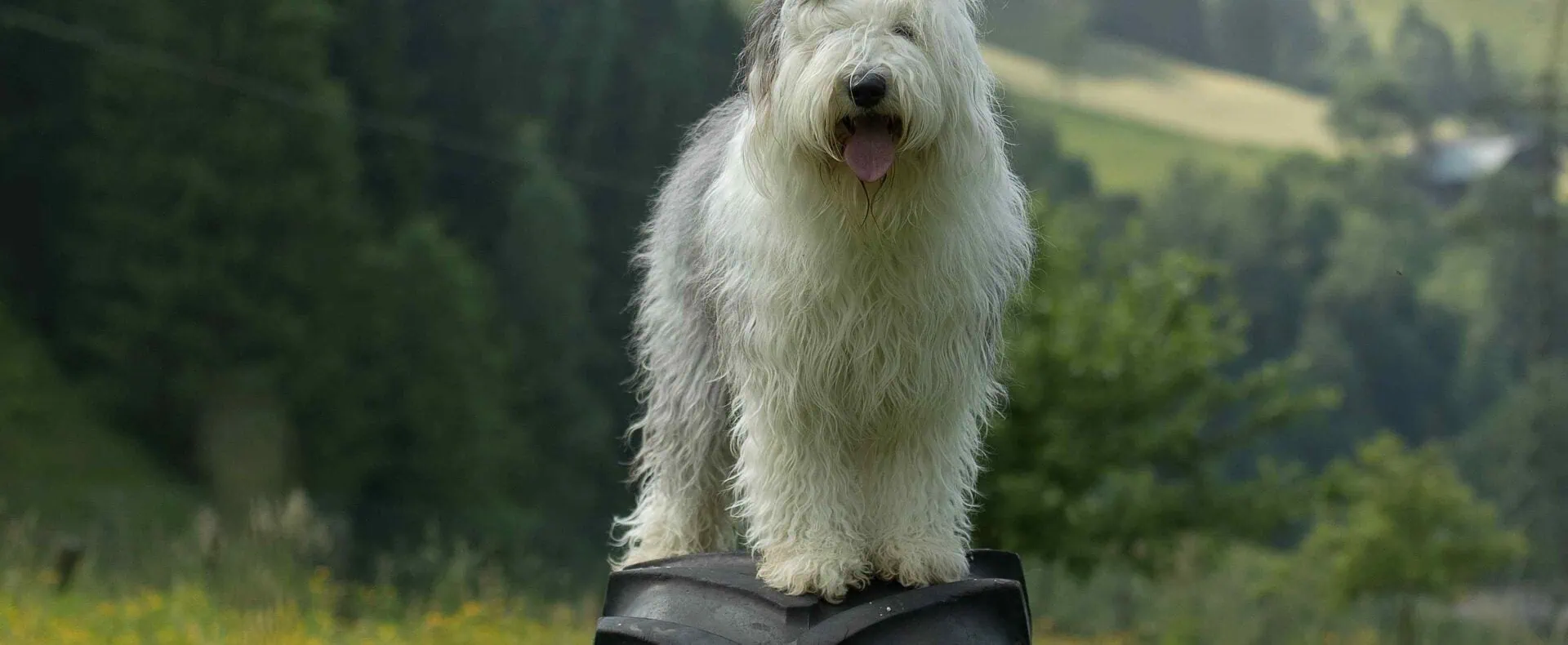 Urlaub mit Hund im Apenhaus Denver in Salzburg / zertifiziert hundefreundliche Appartements in Österreich /