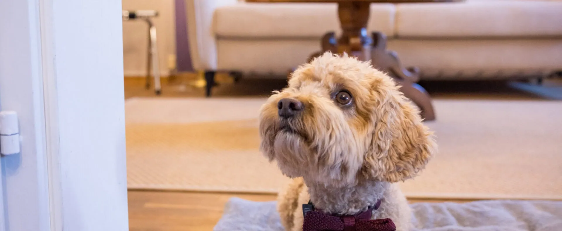 Hotelhund Franz liegt entspannt im Zimmer des hundefreundlichen Schlosswirt zu Anif.