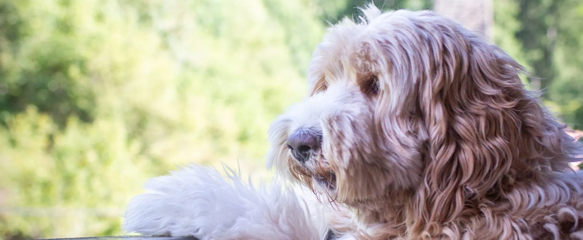Urlaub mit Hund im Hotel Hofgut Sternen in Deutschland / zertifiziert hundefreundliche Unterkünfte in Baden-Württemberg