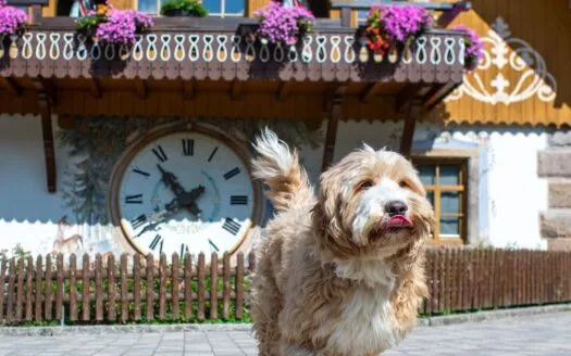 Urlaub mit Hund im Hotel Hofgut Sternen – gemeinsam den Schwarzwald erschnuppern – direkt an der Ravennaschlucht!