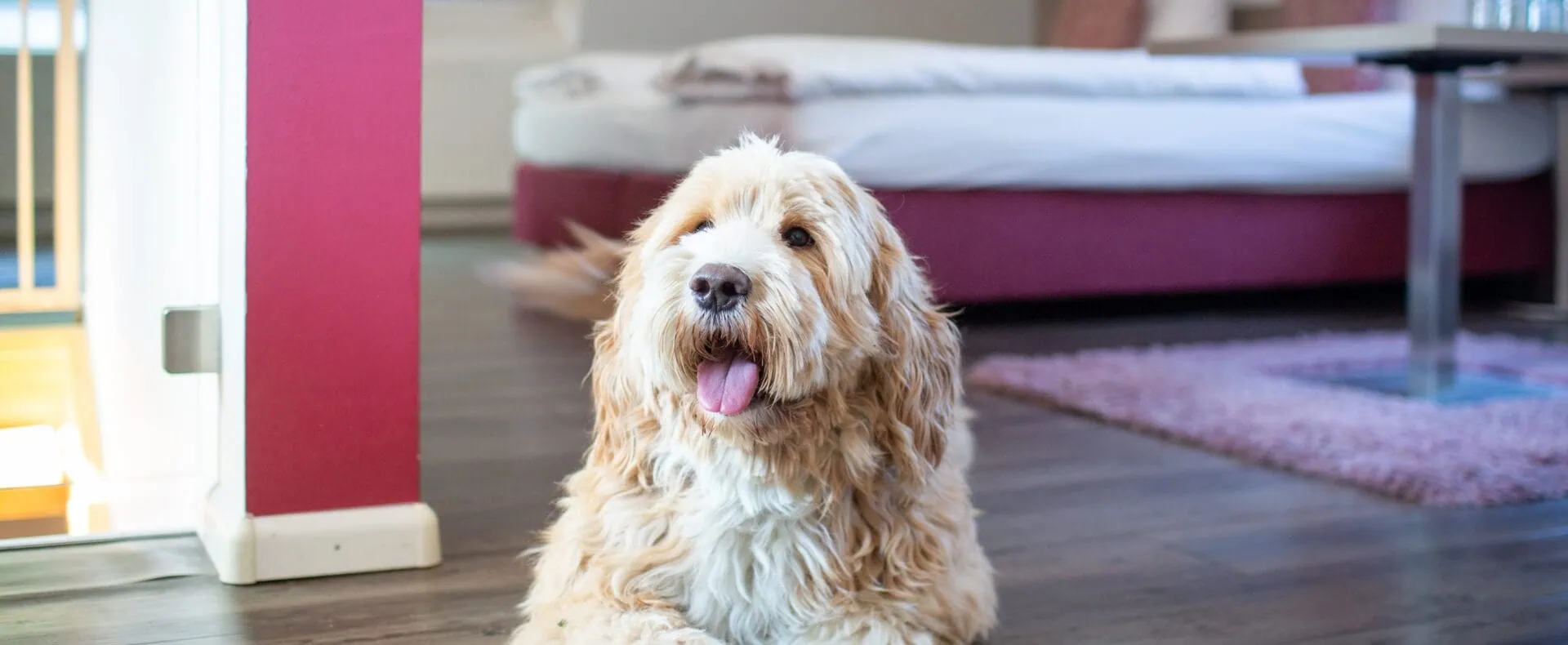 Urlaub mit Hund im Hotel Hofgut Sternen in Deutschland / zertifiziert hundefreundliche Unterkünfte in Baden-Württemberg