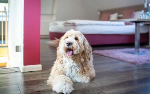 Angebot Hofgut Sternen: Hundeglück direkt an der Ravennaschlucht