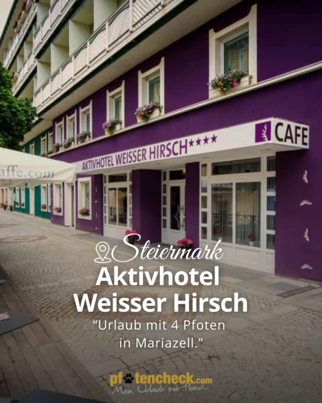 🐾 Empfehlung: Aktivhotel Weisser Hirsch – Urlaub mit Hund in Mariazell 🐶🌿

Im 4-Sterne Aktivhotel Weisser Hirsch sind wohlerzogene und sozial verträgliche Hunde herzlich willkommen. Jede Zimmerkategorie ist mit Hund buchbar und Vierbeiner dürfen bei Bedarf auch alleine im Zimmer bleiben.

Für einen angenehmen Aufenthalt warten zahlreiche Extras: Begrüßungsleckerlis, Hundedecke, Gassi-Sackerl, ausleihbare Fress- und Wassernäpfe, Hundehandtücher sowie ein praktisches „Hund im Zimmer“-Türschild. Hinter dem Hotel gibt es außerdem einen kleinen hauseigenen Gartenauslauf. 🐾

Mariazell bietet zahlreiche Wanderwege und natürliche Wasserstellen für gemeinsame Abenteuer. Am Erlaufsee darf sich deine Fellnase auch beim Baden abkühlen. 💦

#pfotencheck #meinurlaubmithund #urlaubmithund #hundefreundlich #hundewillkommen