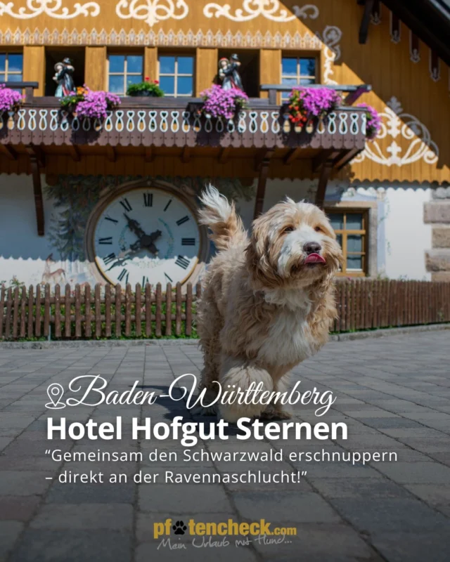 🐾 Empfehlung: Hofgut Sternen – Urlaub mit Hund direkt an der Ravennaschlucht 🐶🌲

Im Hofgut Sternen im Hochschwarzwald beginnt das Hundeabenteuer direkt vor der Haustür: Vom Zimmer geht es ohne Anfahrt direkt auf den Wanderweg in die Ravennaschlucht. Von kurzen 30-Minuten-Runden bis zu ausgedehnten Tagestouren gibt es zahlreiche Möglichkeiten für gemeinsame Naturerlebnisse. 🐾

Besonders hundefreundlich: Es gibt keine Begrenzung der Hundeanzahl, unabhängig von Größe und Rasse. Vierbeiner dürfen ihre Menschen ins Restaurant, in die Gaststube, in die Lobby und zum Frühstück begleiten.

Nach matschigen Abenteuern sorgt die Hundendusche für saubere Pfoten, passende Handtücher stehen an den Hundehandtuchstationen bereit. Und wenn Herrchen oder Frauchen einmal alleine unterwegs sind, darf der Hund auch im Zimmer bleiben – ein „Hund im Zimmer“-Schild liegt dafür bereit.

#pfotencheck #meinurlaubmithund #urlaubmithund #hundefreundlich #hundewillkommen